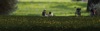 Picknick mit Livekonzert